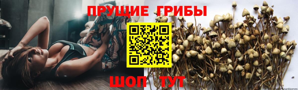 Псилоцибиновые грибы Psilocybe Елабуга